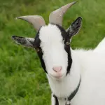 Addis Abeba una capra in bicicletta ed il video diventa virale