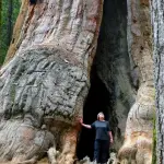 Generale Sherman: ecco l'albero più grande della Terra